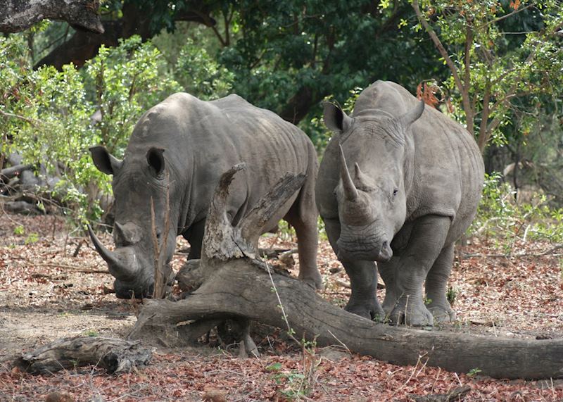 White rhino in Mosi Oa Tunya National Park, Zambia