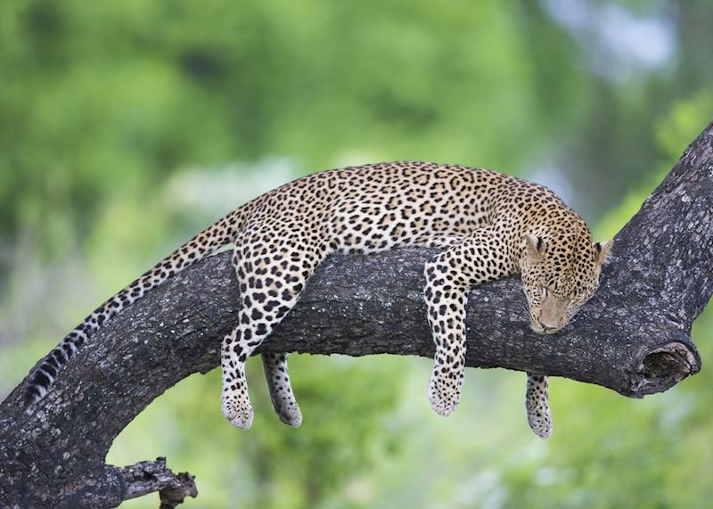 Leopard, South Luangwa National Park