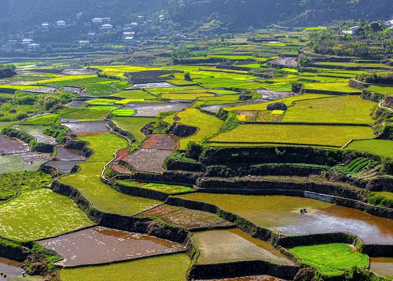 Rice terraces of Sagada