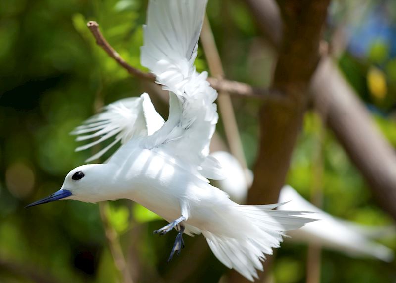 White tern, French Polynesia