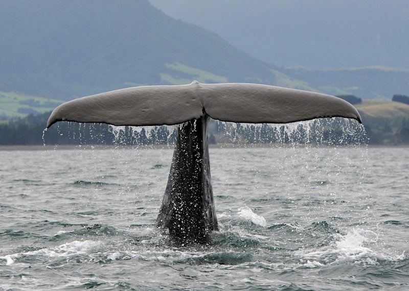 Sperm whale, Kaikoura