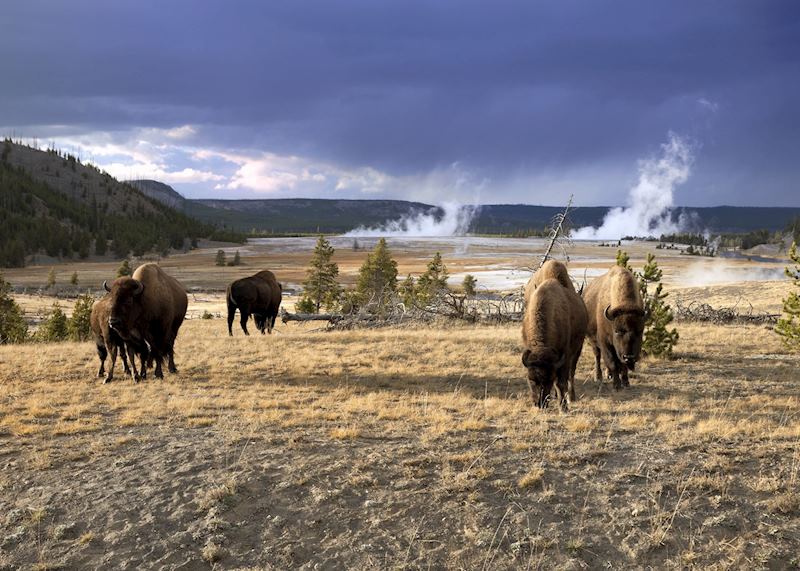 Bison in Yellowstone National Park
