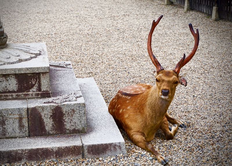 Nara deer