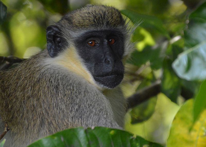 Vervet monkey, Saint Kitts & Nevis
