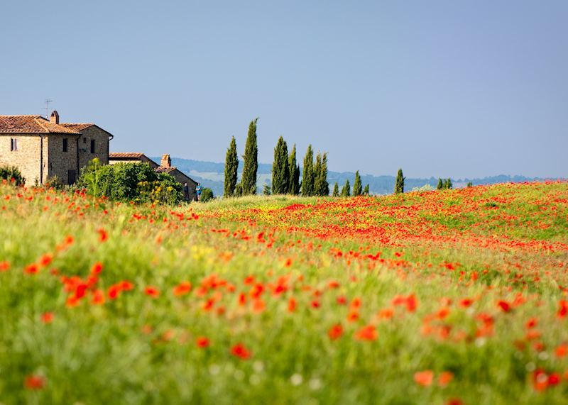 Poppies growing in Tuscany