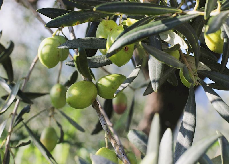 Green olives growing in Italy