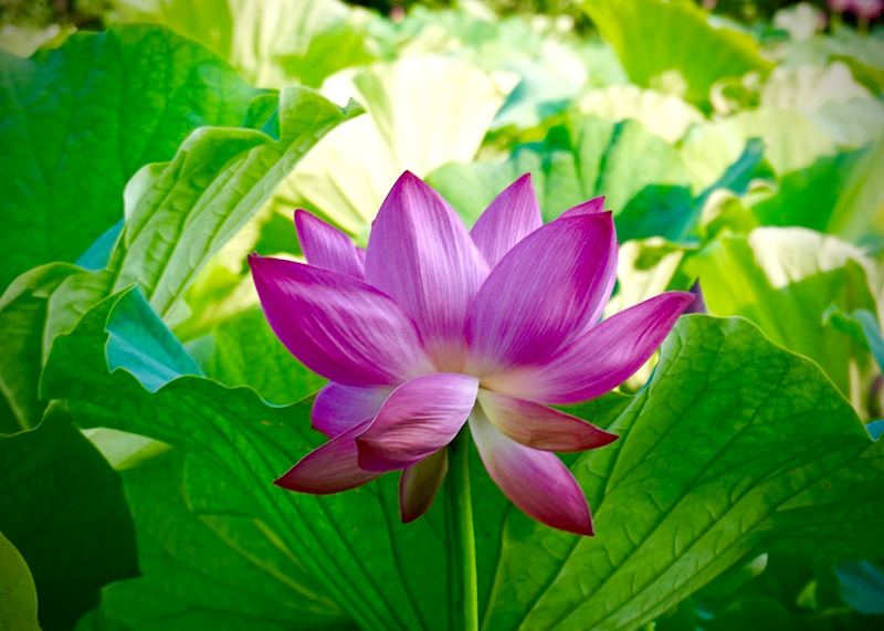 Lotus Flower in Full Bloom