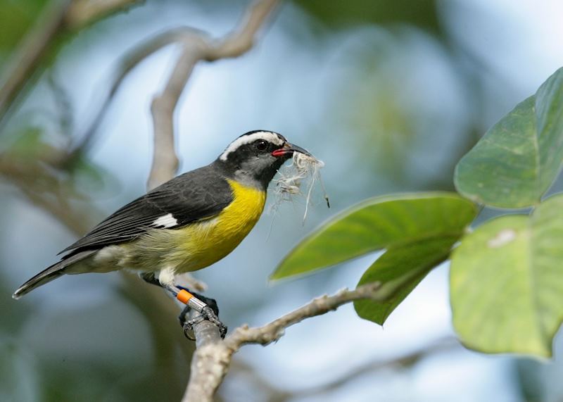 Bananaquit bird, Guana Island, Guana Island