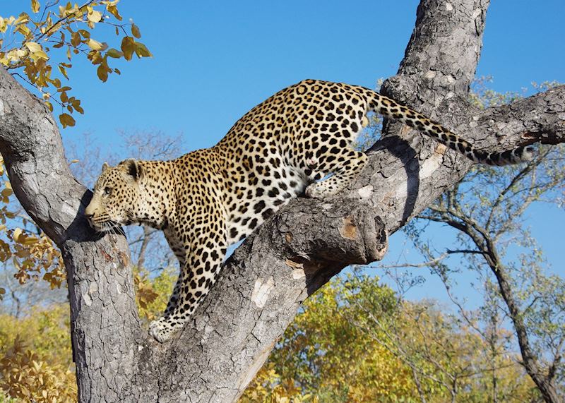 Leopard in Sabi Sand Wildtuin