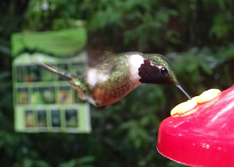 Humming Bird at Feeder, Monteverde