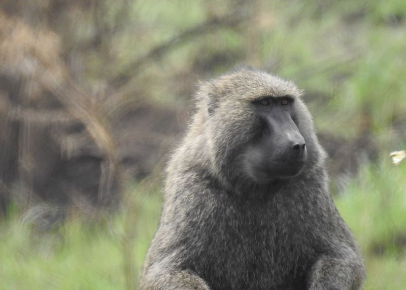 Baboon, Ishasha, Queen Elizabeth NP, Uganda.