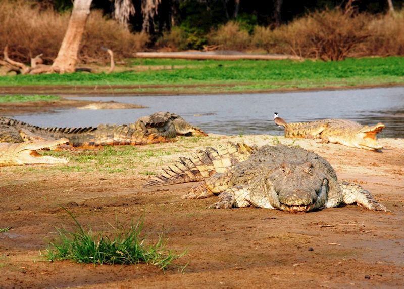 Crocodiles, Selous Game Reserve