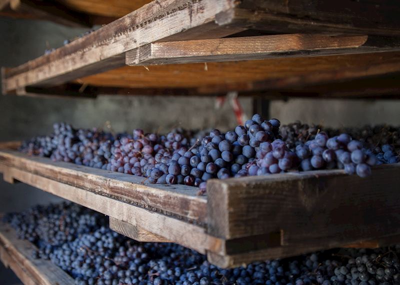 Grape harvest at Serego Alighieri winery, Verona