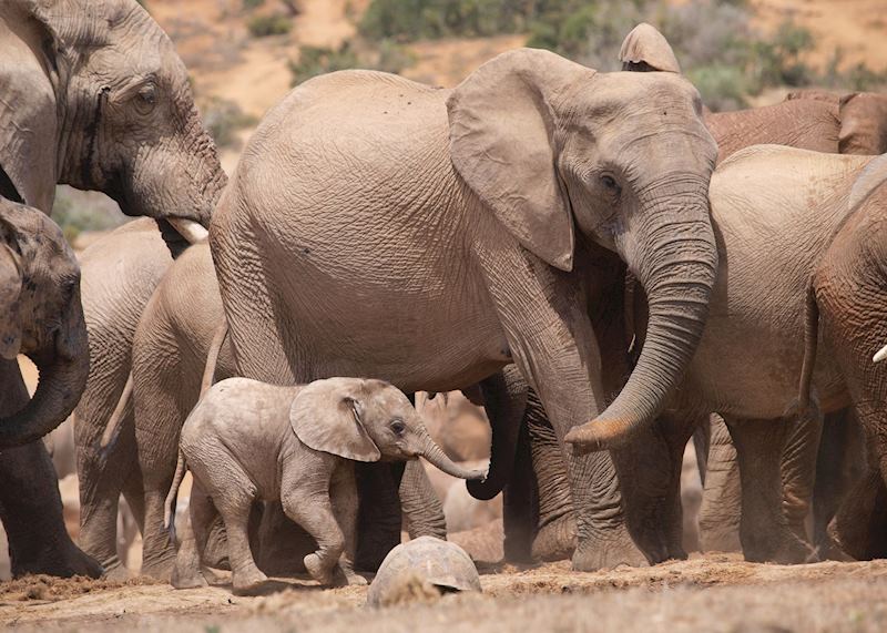 Elephant family in Addo Elephant Park