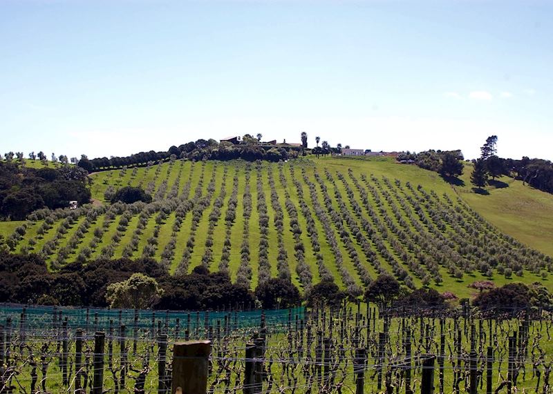 Te Motu Vineyard on Waiheke