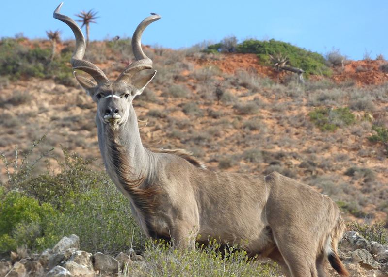 Kudu, Amakhala Game Reserve, South Africa