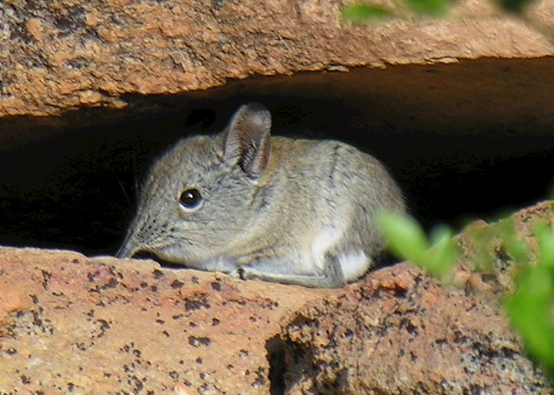 Elephant shrew, Bushmans Kloof