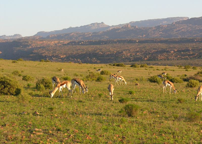 Springbok, Bushmans Kloof