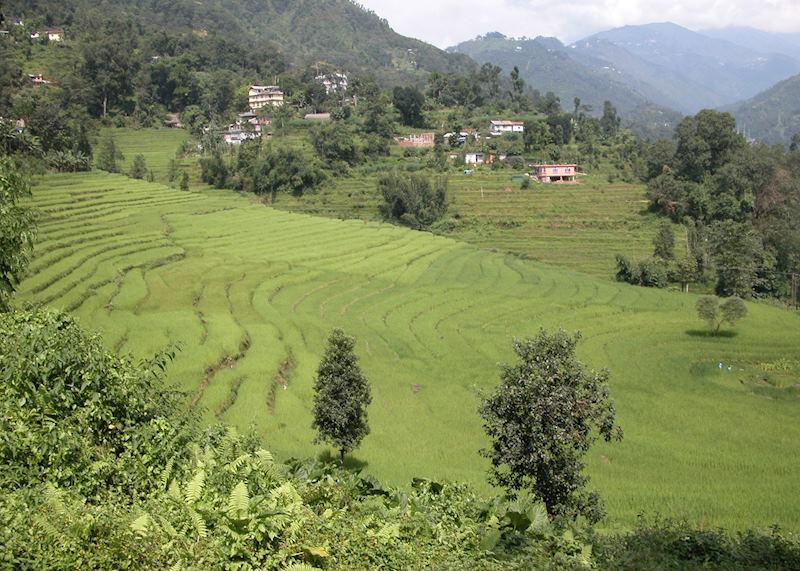 Hillside plantations nr Darjeeling