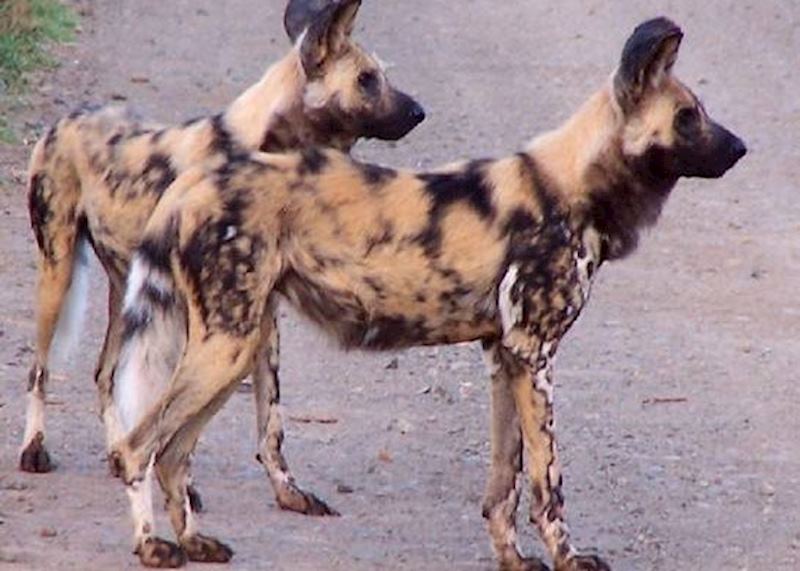 Wild Dog, Eastern Cape Game Areas