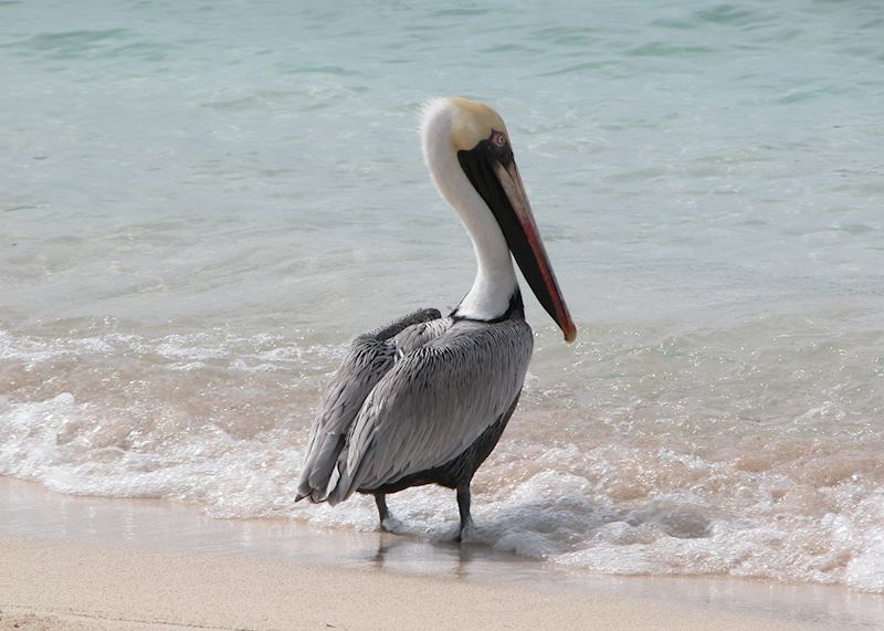 Pelican, Roatán Island