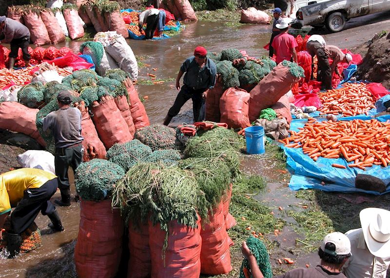 Fertile Highlands, near Quetzaltenango