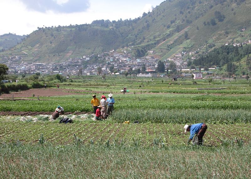 Fertile Highlands, near Quetzaltenango
