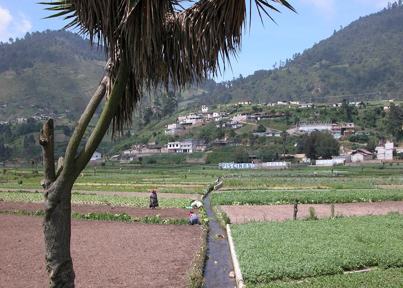 Fertile Highlands, near Quetzaltenango