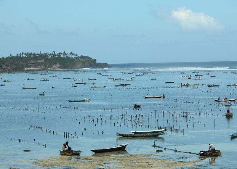 Seaweed fishermen of Lembongan Island