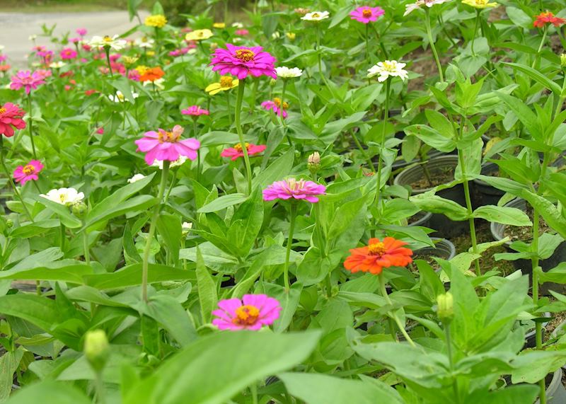 Chiang Mai, Thailand