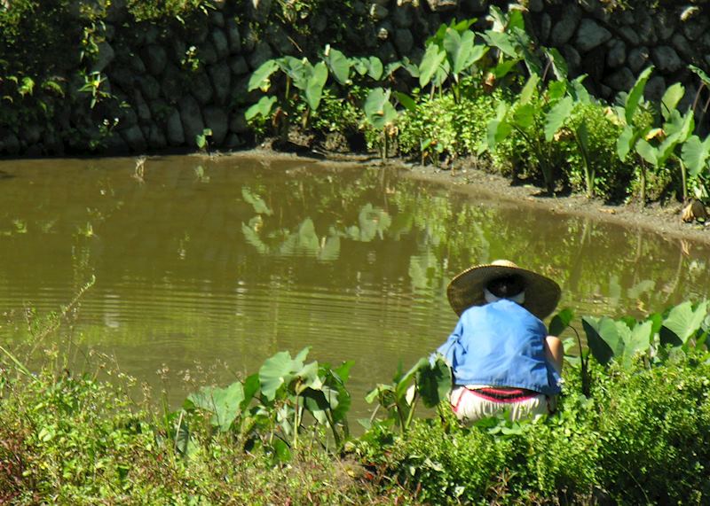 Woman planting rice, Hapao, Ifugao Province, Luzon