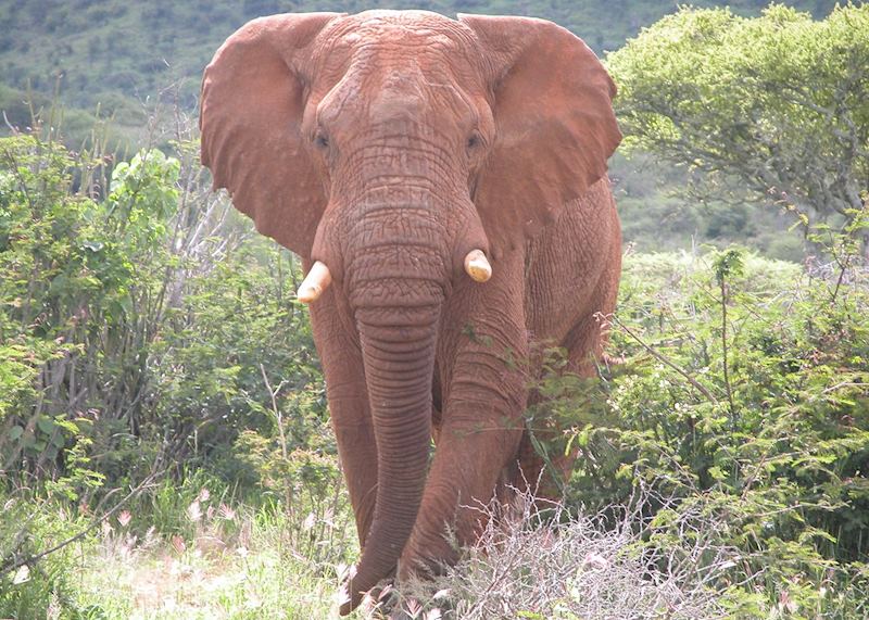 Elephant in Loisaba