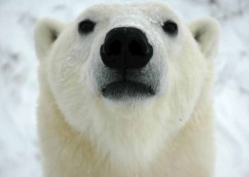 Bear Face
