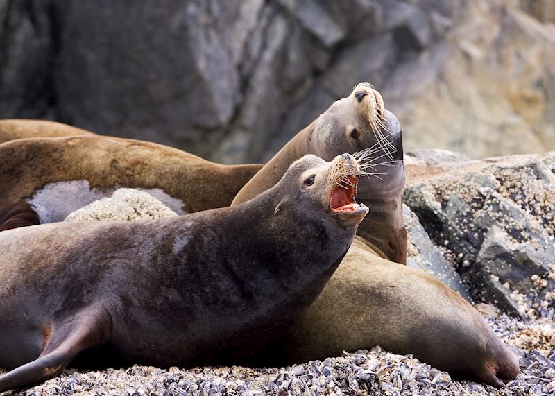 Barking Sealions