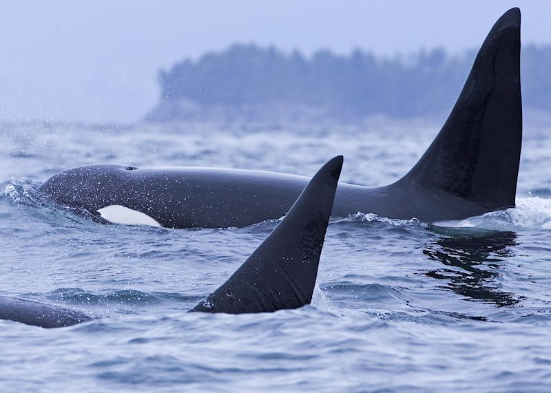 Orcas off the coast of Vancouver Island
