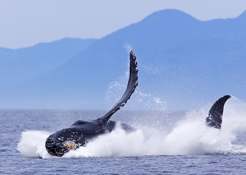 Breaching humpback whale