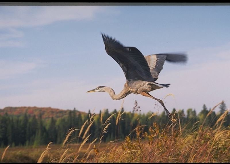 Blue Heron, Algonquin Provincial Park