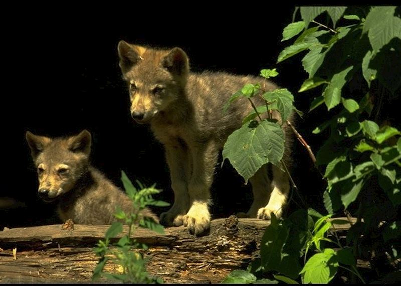 Haliburton Wolf Cubs