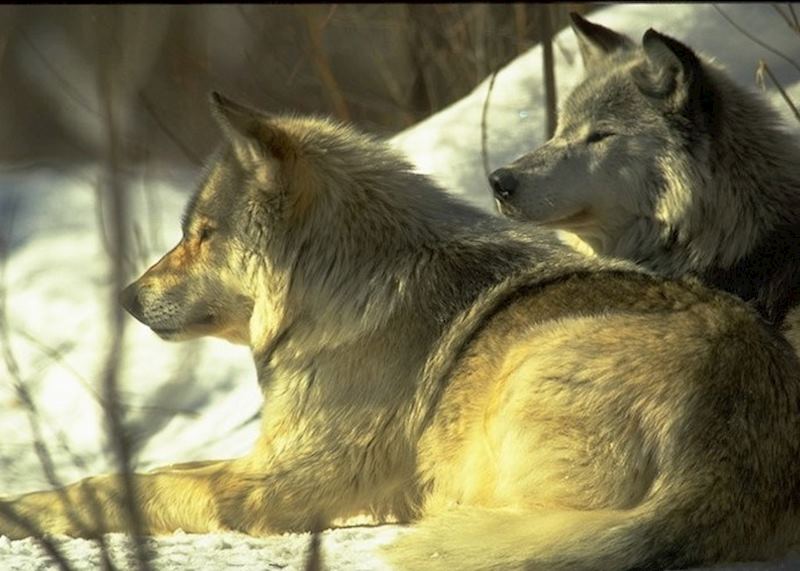 Haliburton wolves