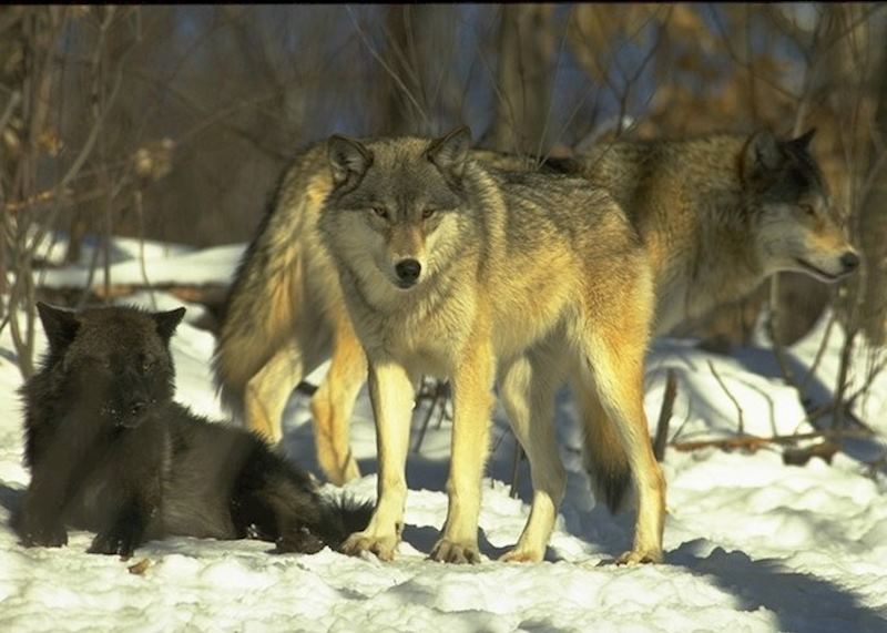 Haliburton Wolves