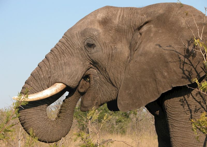 Elephant eating