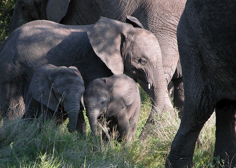 Elephant, Timbavati Private Game Reserve, South Africa