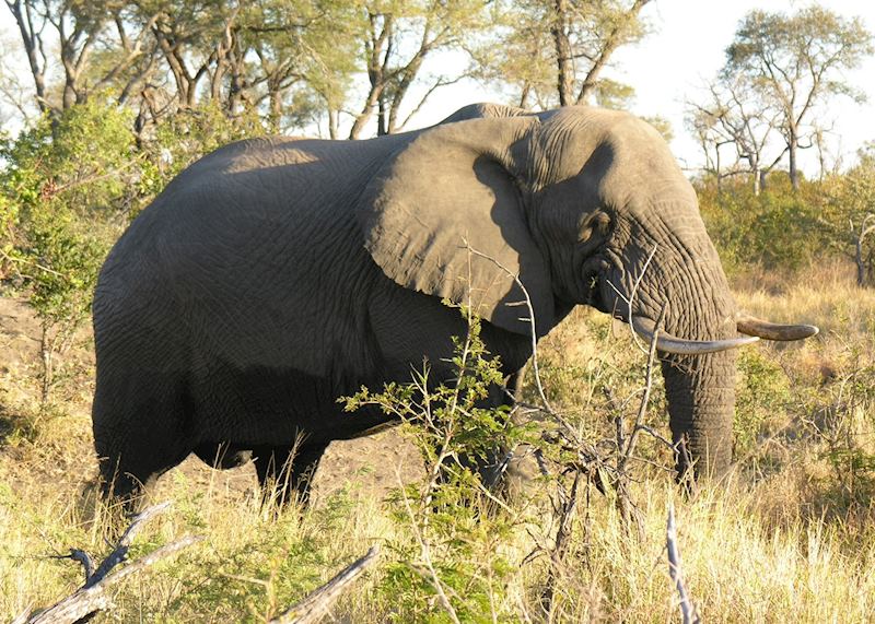 Male Elephant
