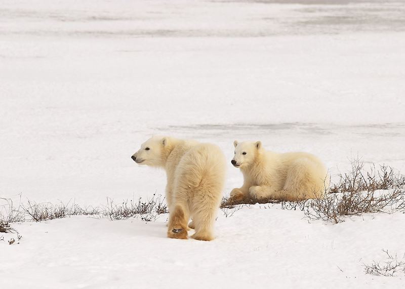 Polar Bears