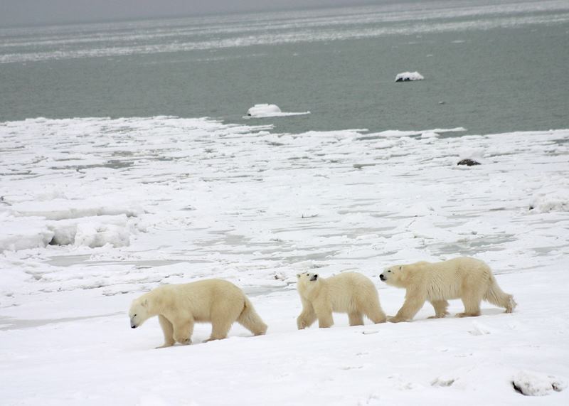 Polar Bears