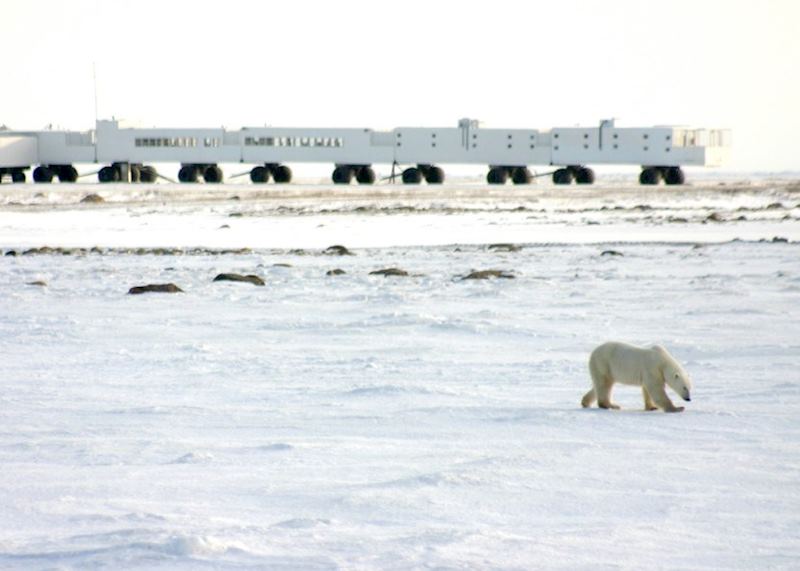 Polar Bear
