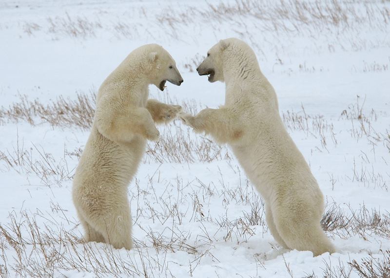 Polar Bears