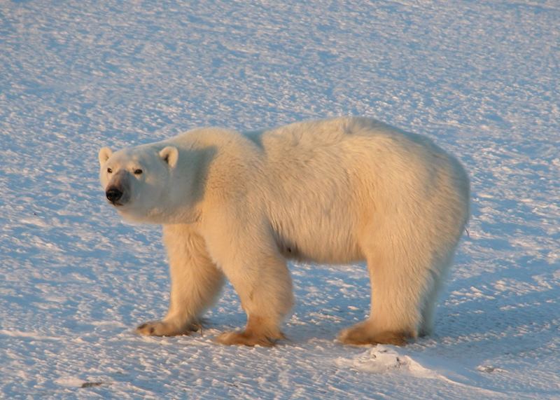 Polar bear near Churchill
