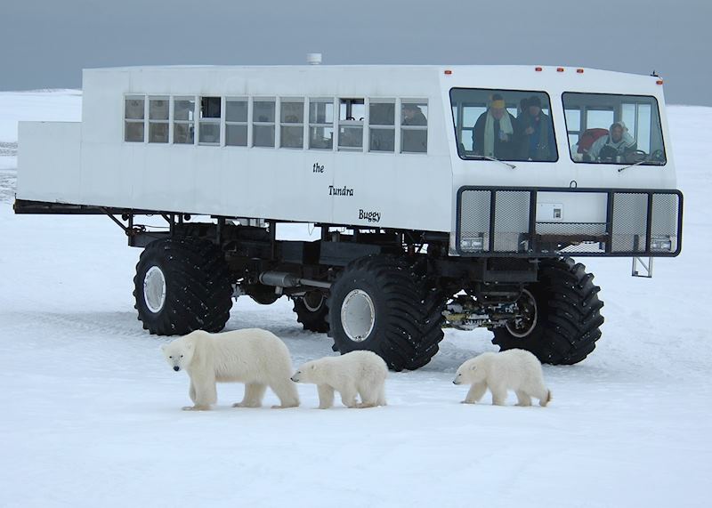 Tundra Buggy