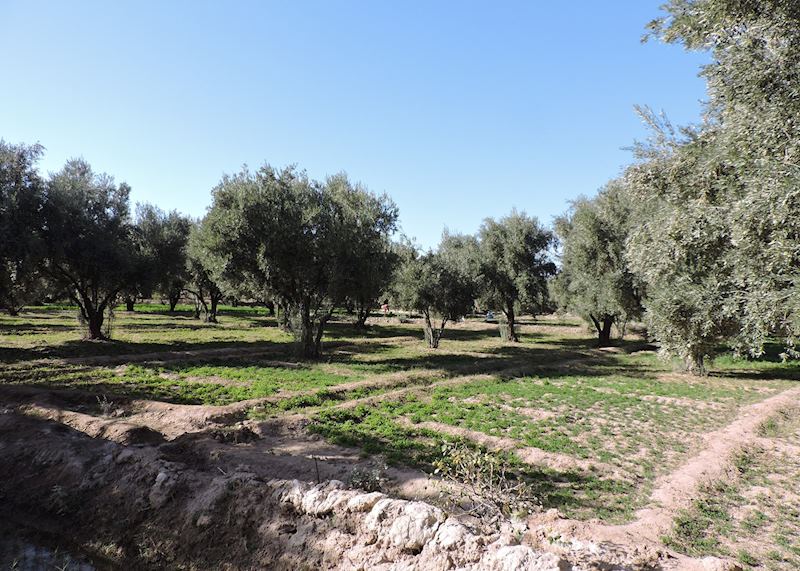 Olive trees in the Palmeraie